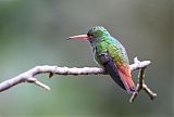 Rufous-tailed Hummingbirdborder=